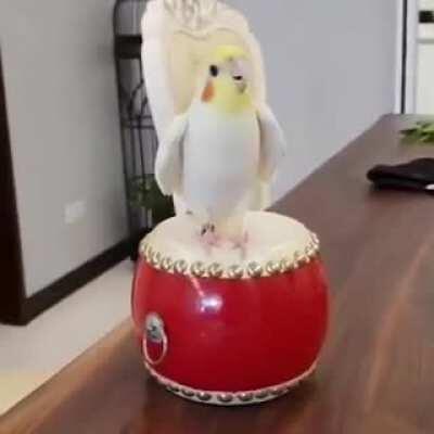 Birds trying to make us forget that they're not real