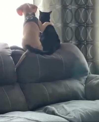 The greatest video ever. That is all.