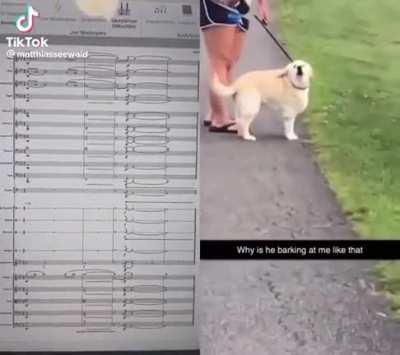 Talented doggo 🥹(RIP Snoop)