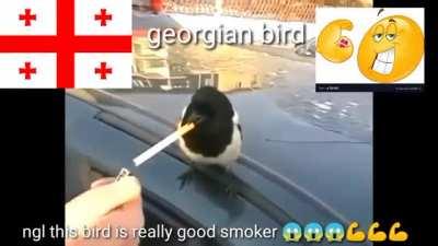 georgin birds 👍👍👍💯💯💯