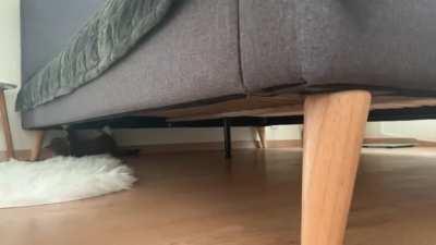 Excited upside down zoomies!