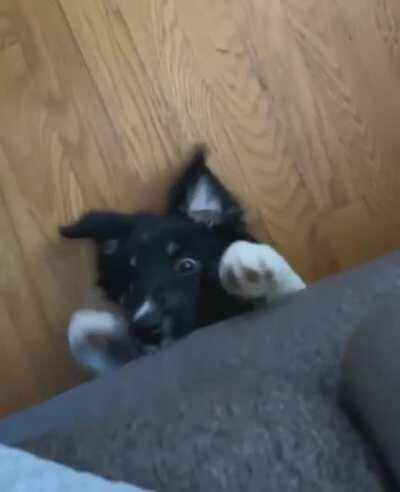 Dōggē - Beast of the Cōûch, Booper of Ankles