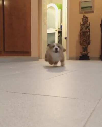 Boop-ortunity incoming