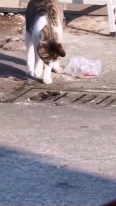 Urban kitty, hunting