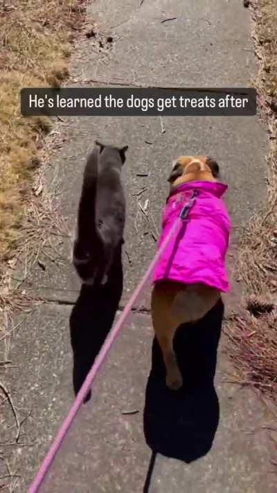 Going for a walk with the boys