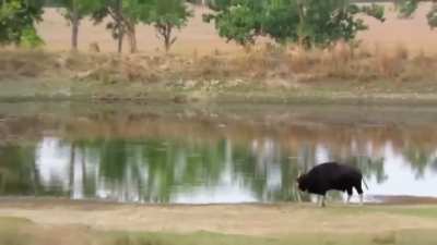 Male Tigers Learn Not To Mess in Gaur Bull Territory 💪🔥