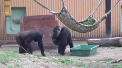 This Gorilla mom is DONE with her eldest son's jealousy of the baby.