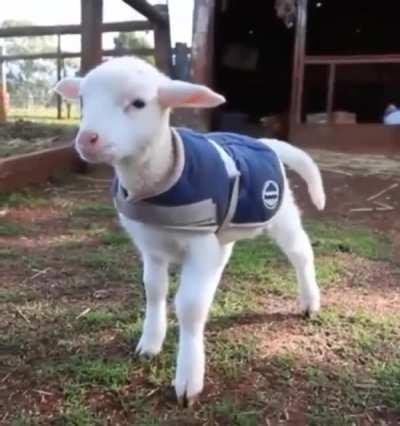 This little guy’s scritch-activated tail