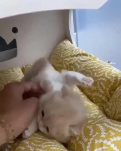 Smol time criminal gets luxurious treatment in prison due to political influence