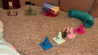 My adorable pet rat Butter doing a fun agility course!