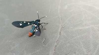 Found this interesting guy. Tallahassee Florida.