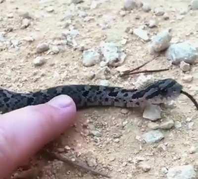 Better actor than Neymar?