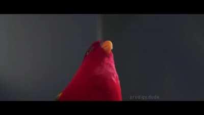 Don't give birb the saber