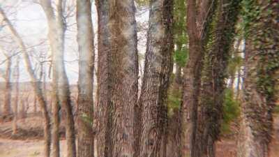 the trees are singing to me