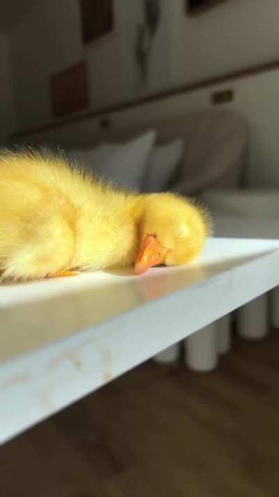 Little ducky having a nap