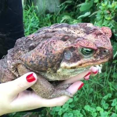 Suriname Cane Toad