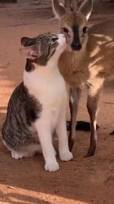 Do you mind if I call you Bambi?