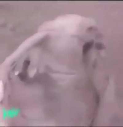 DoglaREDDIT - Video #8145