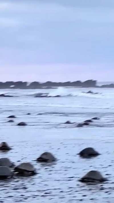 The majesty of the sea turtle! Let's make a TikTok!