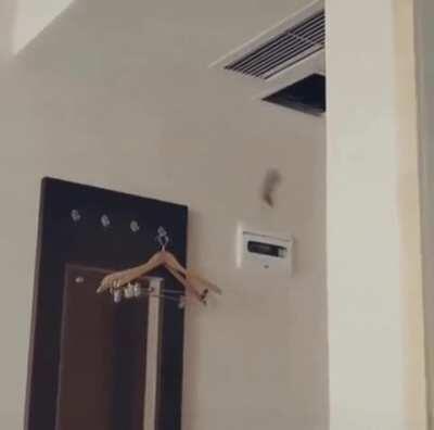 鼠鼠想run的下场