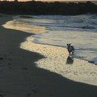 Poo’s favorite beach is on Edisto Island, SC...💕