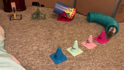 Butter doing a fun agility course!