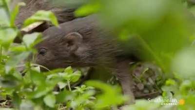 At 8 inches tall, the Pygmy Hog is the smallest pig in the world.