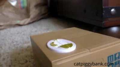 Cat dies as it sees a coin stealing cat toy.