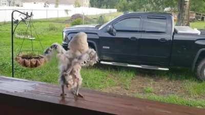 Blursed_chick got some nice moves