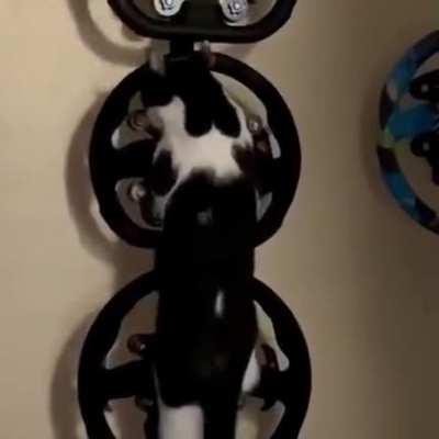 World’s most expensive cat ladder.