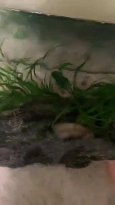 Just Heureux going in to go to sleep :)