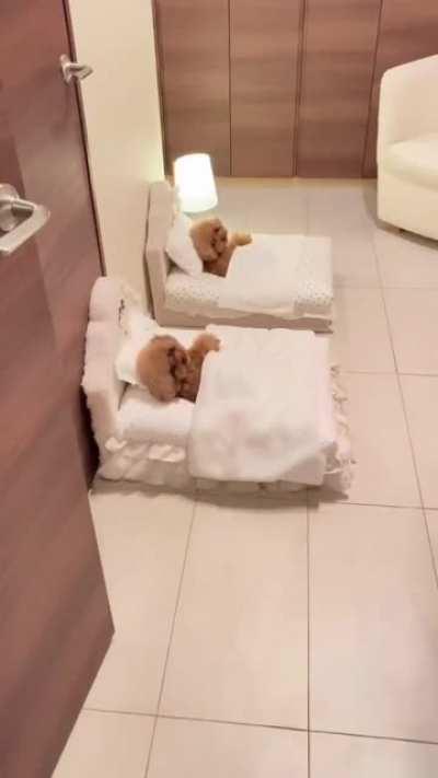 Cute Poodles in their Beds