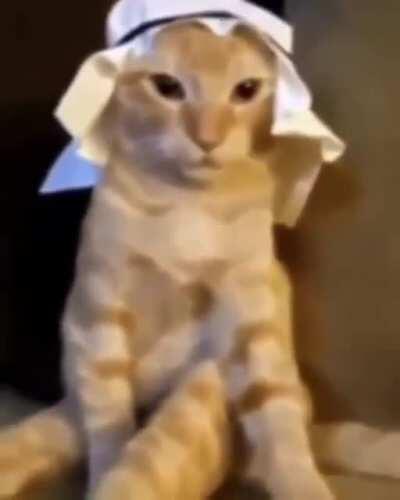 Simplemente gato árabe para alegrar el dia