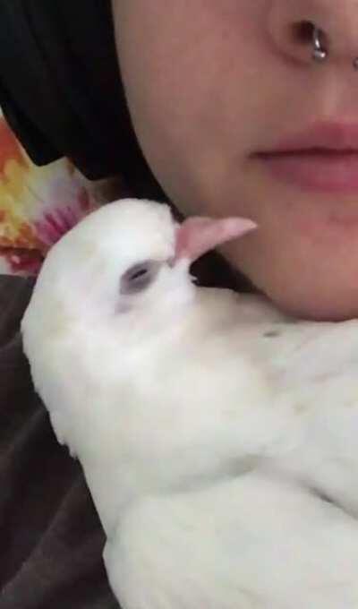 Never thought a pigeon would be my best friend and cuddle buddy