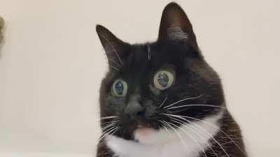 Cat watching a broom