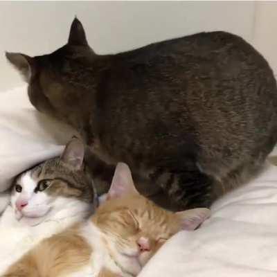 This looks like a comfy spot for a chonk to sit