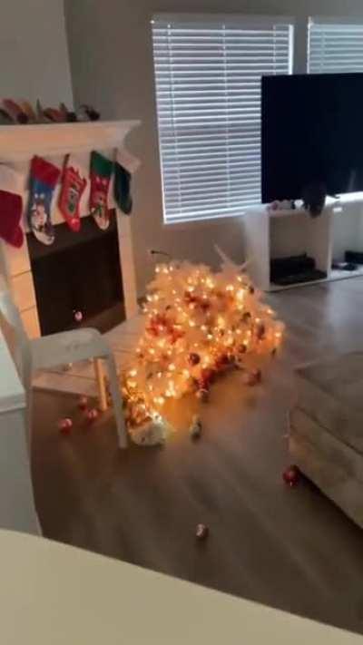 Average cat behavior