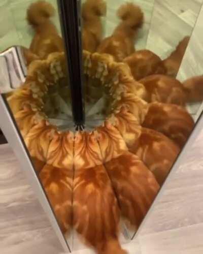 Catleido, Amalgam Of Fur