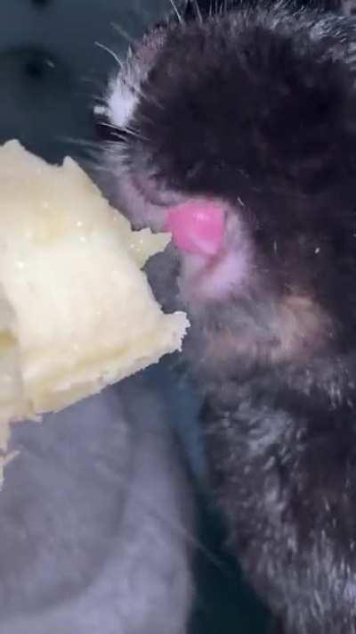 Strangely funny perspective of our bunnies eating their favorite snack