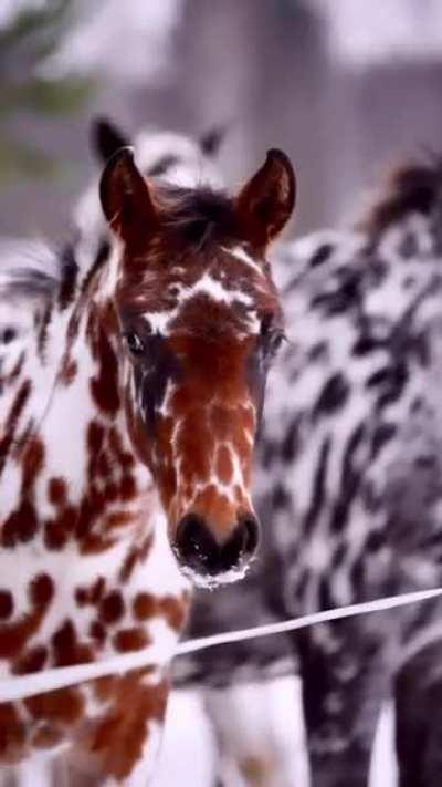 Knabstruppers - a Danish breed of horses with spots