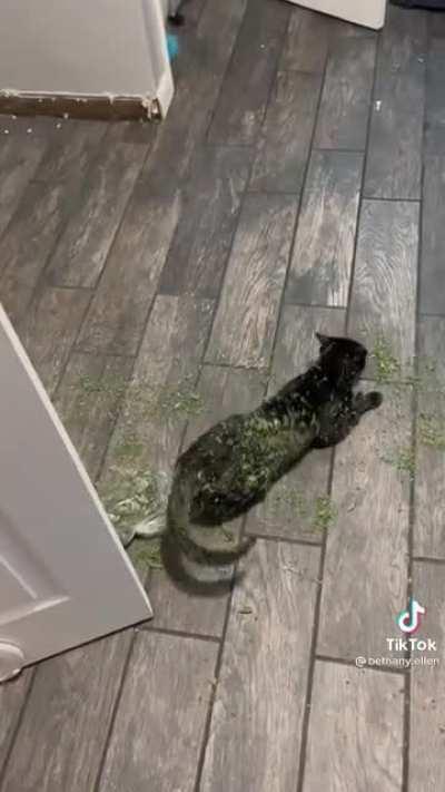 Our thumbed void found the catnip treasure trove while we were moving out our fridge