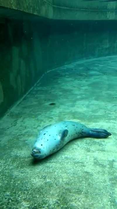 Sleepy seal. Don't worry, it's fine.