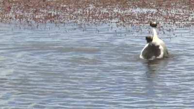 Танцуй пока молодой