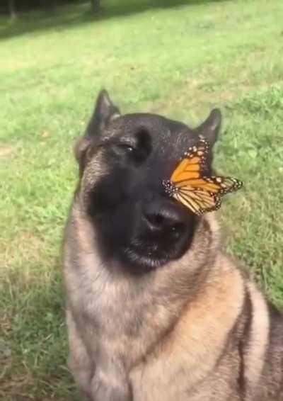 Pupper is the Chosen One