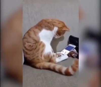 Cat sees recently passed away owner in a video