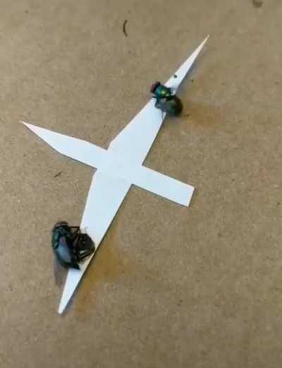 Fly attached to paper airplane