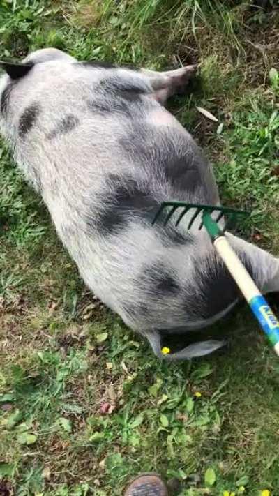 Kevin loves them sweet sweet rake skritches