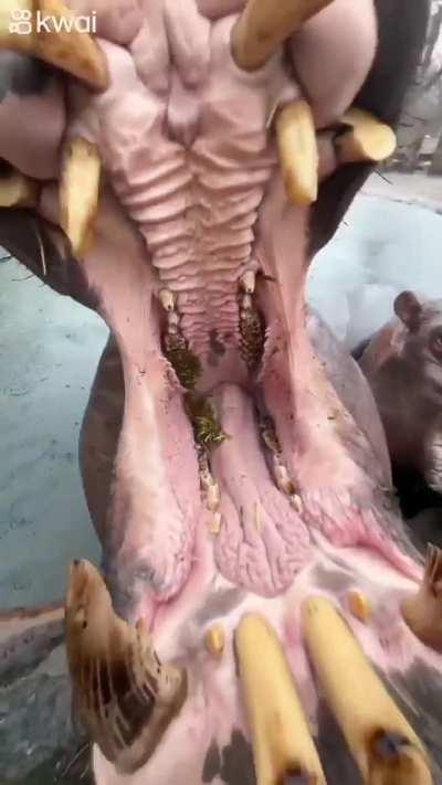 A hippo eating watermelon