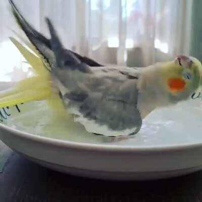 What's better than a cockatiel bath? Why two cockatiels of course