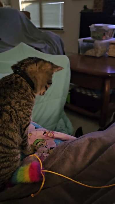 Brow and Roo's daily playfight